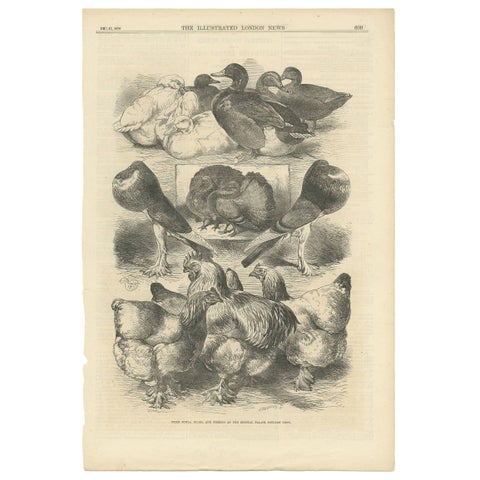 Prize Fowls, Ducks, and Pigeons Crystal Palace Poultry Show 1870