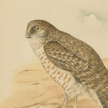 Set of 3 Antique Owl Prints: Dwarf Screech, Burrowing and Great Horned Owl, 1893, close-up 2