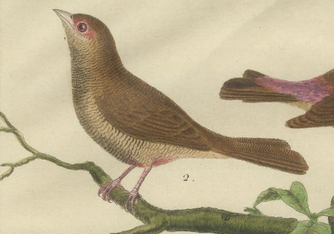 Exotic Birds of the World: A 1765-1780 Study by Martinet and Buffon, close-up 3