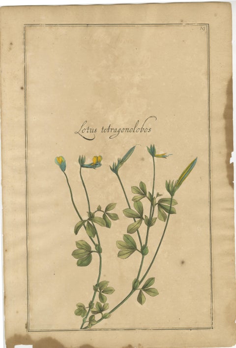 Rare 17th Century Botanicals, Trifolium, Gula Degener & Lotus, Leipzig, c.1690, view 4