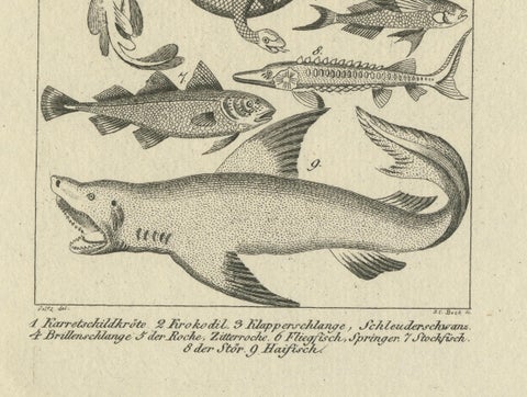 Antique Zoological Engravings of Reptiles, Fish & Insects, c.1800, close-up 4