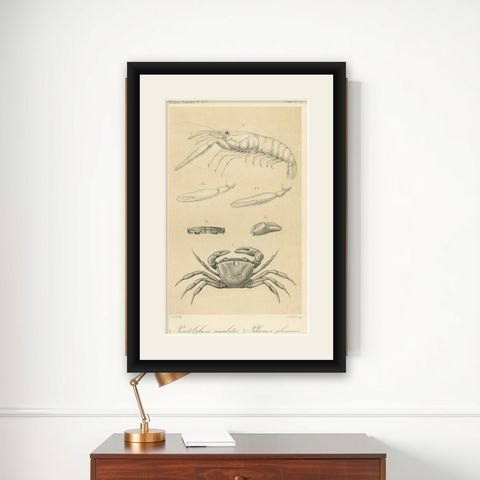 Antique Scientific Print of Sumatran Crab and Prawn, Midden-Sumatra c.1887, shown framed on a wall