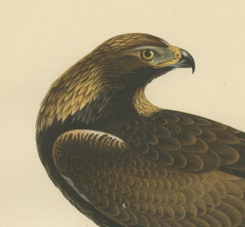 Majestic Gaze: The Golden Eagle (Aquila chrysaetos), 1929, close-up 2