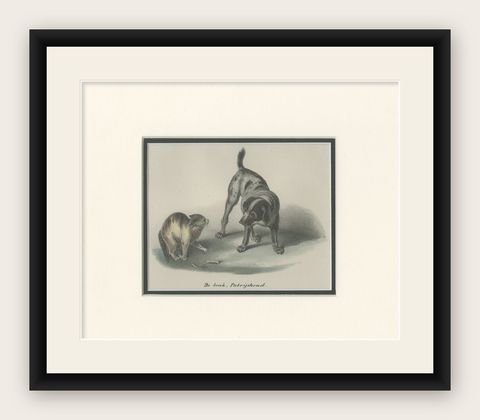 Antique Print of a Partridge Dog by Schinz '1845', shown framed