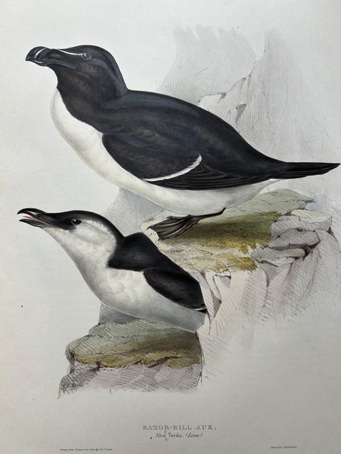 Elegant Hand-Colored Print of the Razor-Bill Auk by John Gould, c.1832, view 3