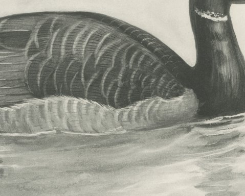 Brent Goose Swimming, Plate CLXIV after Lilian Medland, c. 1909, close-up 2