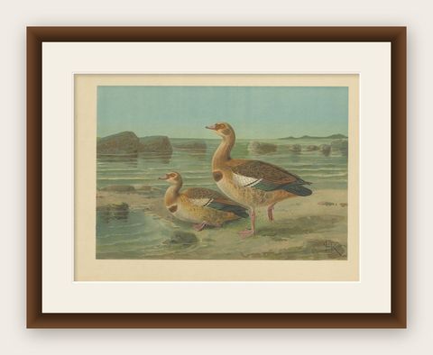 Wild Geese on a Rocky Shore, Elegant Antique Bird Chromolithograph c.1880, shown framed