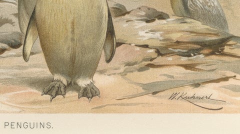 Antique Penguin Print Giant Penguins Coastal Scene Chromolithograph c.1895, close-up 4