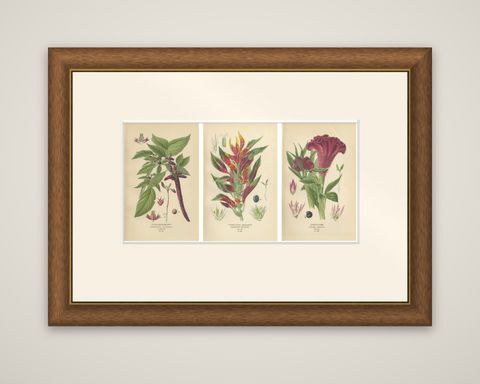 1897 Botanical Prints, Love-Lies-Bleeding, Variegated Amaranth, and Cockscomb, shown framed