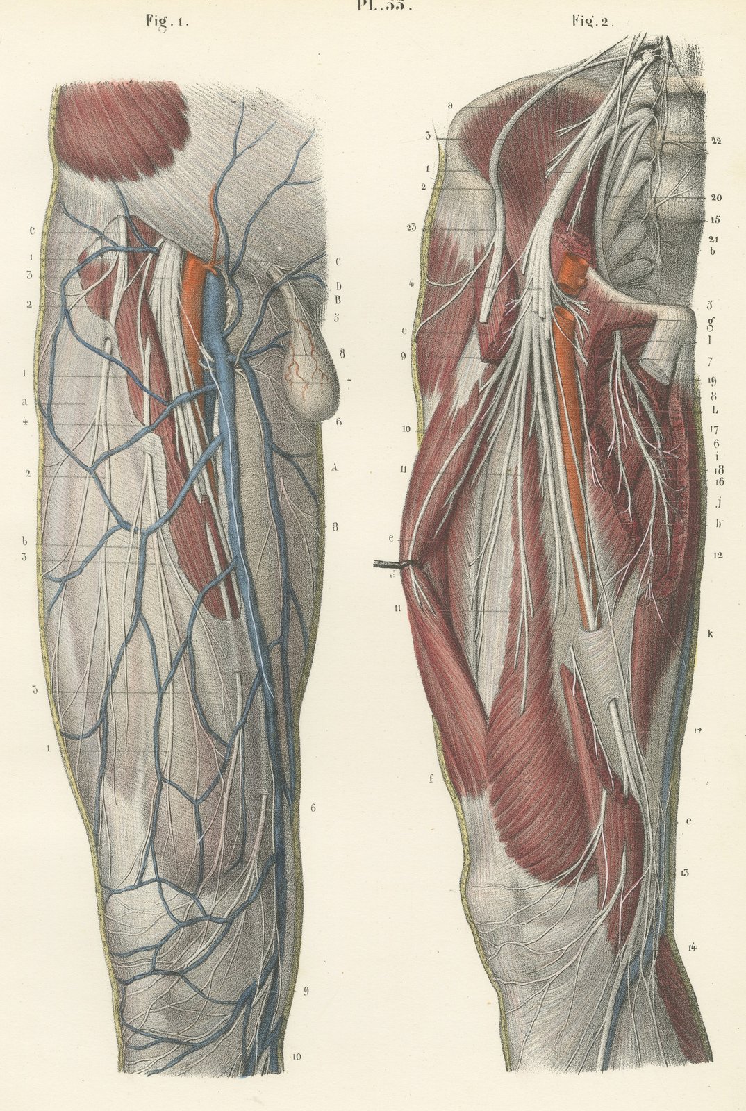 Nerves of the Front of the Thigh, Antique Hirschfeld Anatomy Print, 1866