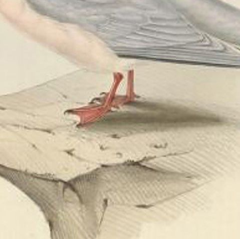 Antique Bird Print of The Roseate Tern by Gould, 1832, close-up 1