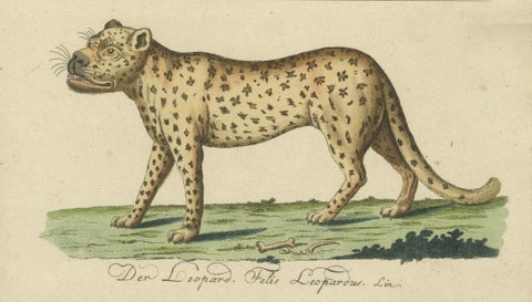 Natural History Illustrations: Amphibians, Reptiles, and Mammals, 1793, close-up 1