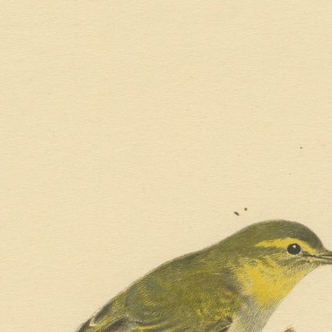 Melody in Green: Vintage Bird Print of The Wood Warbler by M. von Wright, 1927, close-up 3