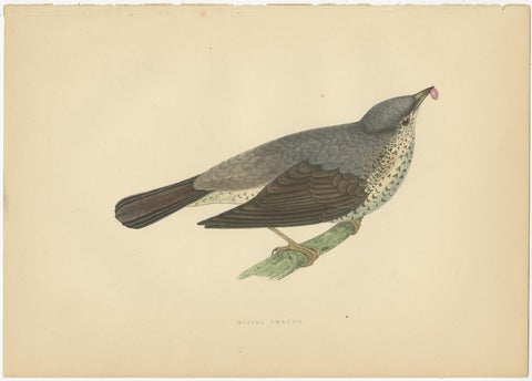 Set of 5 Antique Bird Prints Crow, Redwing, Thrush, Fieldfare 'circa 1860', view 6