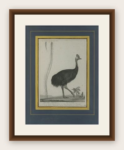 Antique Print of a Cassowary Bird by Miger 'c.1808', shown framed