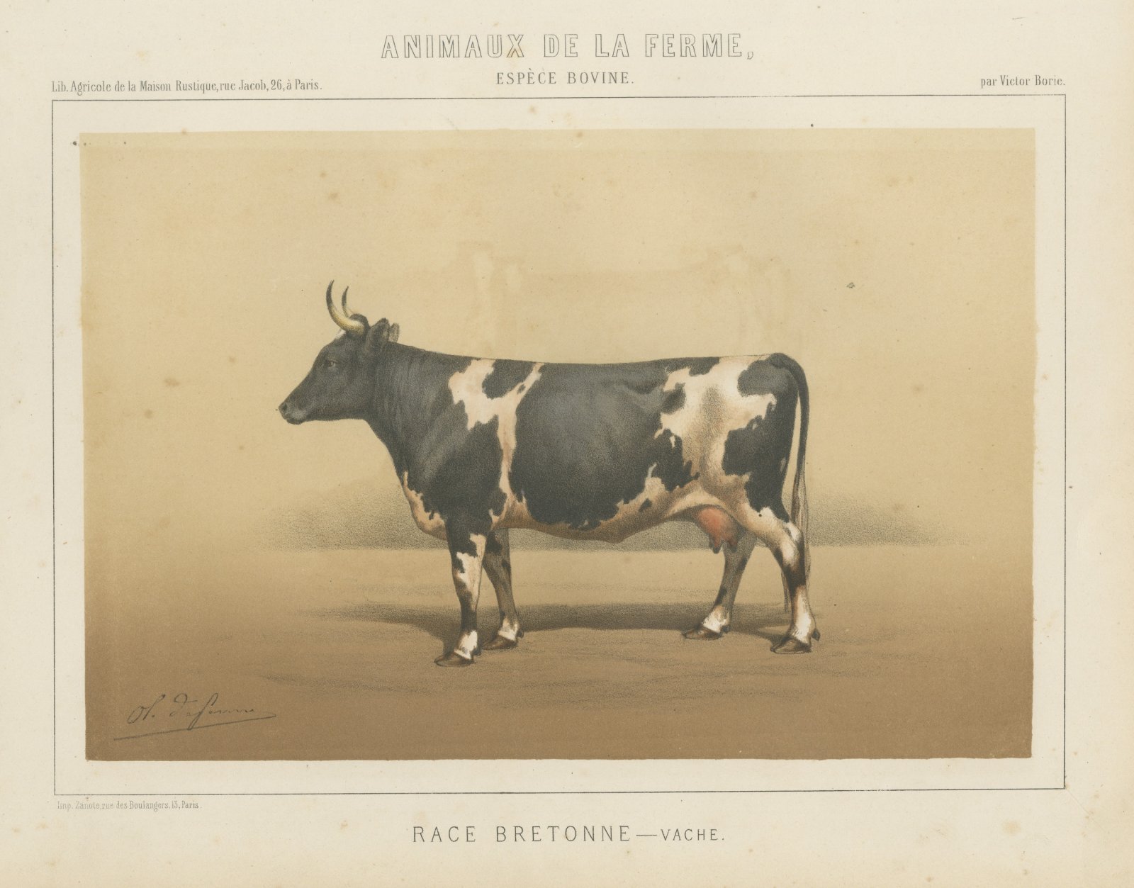 Breton Cow, French Cattle Breed, Antique Chromolithograph by Borie, 1863