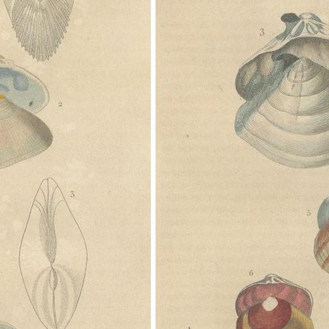 Illustrated Bivalve Shells from 'Dictionnaire Classique des Sciences Naturelles', close-up 2