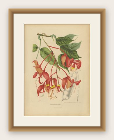 Original Antique Botanical Chromolithograph of Pride of Burma, c. 1880, shown framed