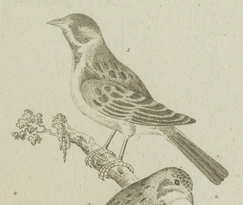 Antique Ornithological & Zoological Engraving, Bird and Bat Species, c.1800, close-up 3
