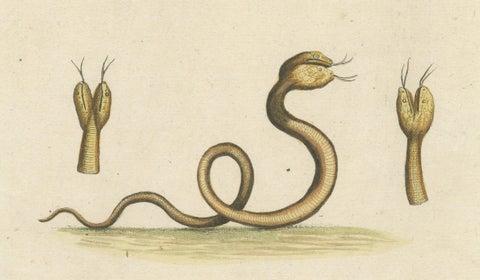 The Two-Headed Serpent and the Black Butterfly, 1749, close-up 2