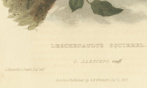 Antique Print with Hand Coloring of a Black Giant Squirrel, close-up 2