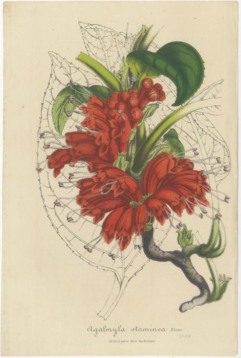 Exquisite Botanical Illustrations from Curtis’s Botanical Magazine (1847), view 4
