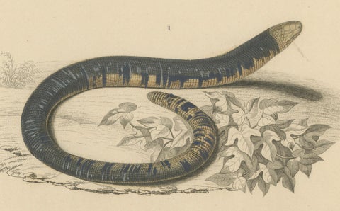 Snake Print of Worm Snake, Philippine Uropeltis and Amphisbaena, c.1850, close-up 4