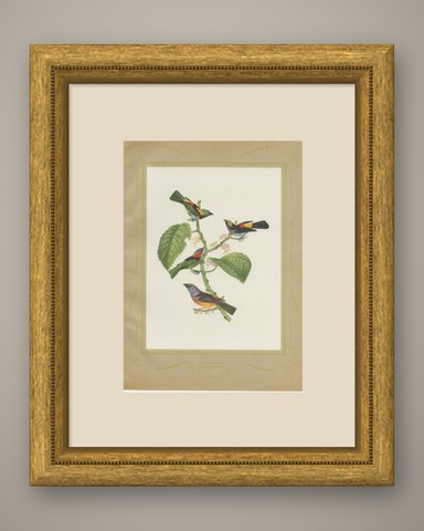 Tanagers and Warblers, Brazilian Bird Print, Descourtilz, 1944, shown framed