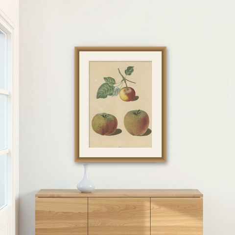 Antique Print of Pomme d'Api, Padly's Pippin and Bigg's Nonsuch Apples, shown framed on a wall