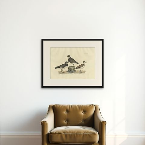Large Engravings of Plovers in Contrast - Age and Species, 1826, shown framed on a wall