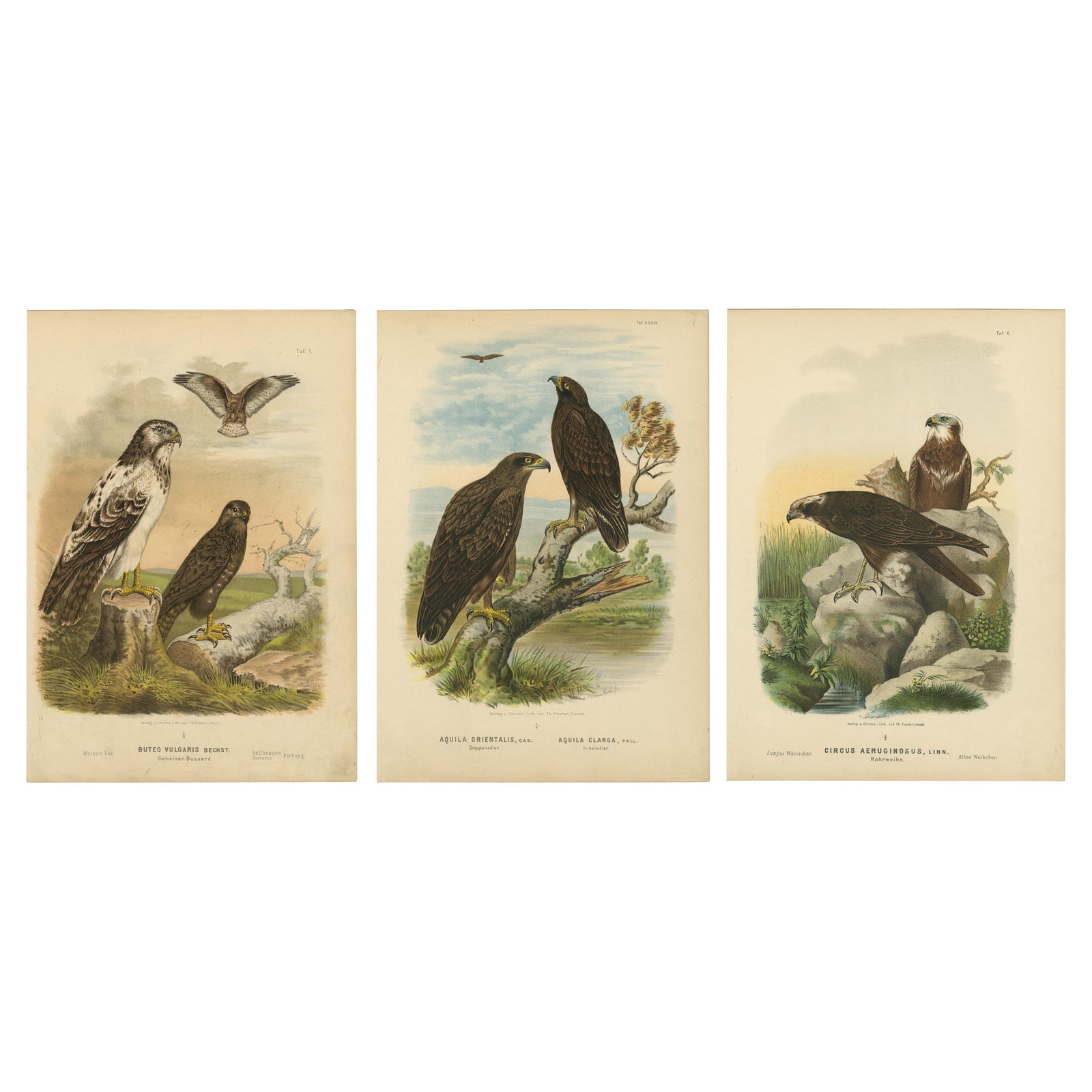 Birds of Prey Prints, Antique Set of Three, Raptors & Hawks, 19th Century