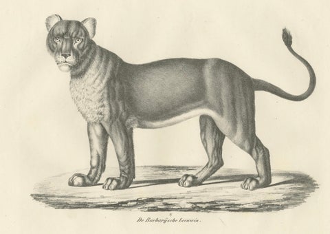 19th-Century Lithograph of the Barbary Lioness in a Powerful Standing Pose, close-up 4