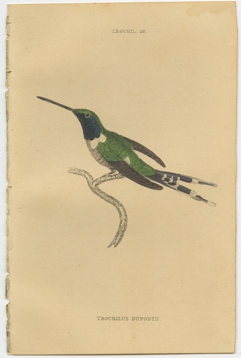 Set of 7 Antique Bird Prints, Harlequin Hummingbird, by Jardine '1837', view 4