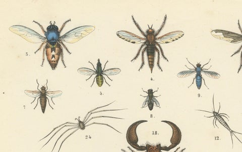 Arachnids & Insects Print: Spiders, Scorpion, Centipedes, Flies, Antique 1867, close-up 3