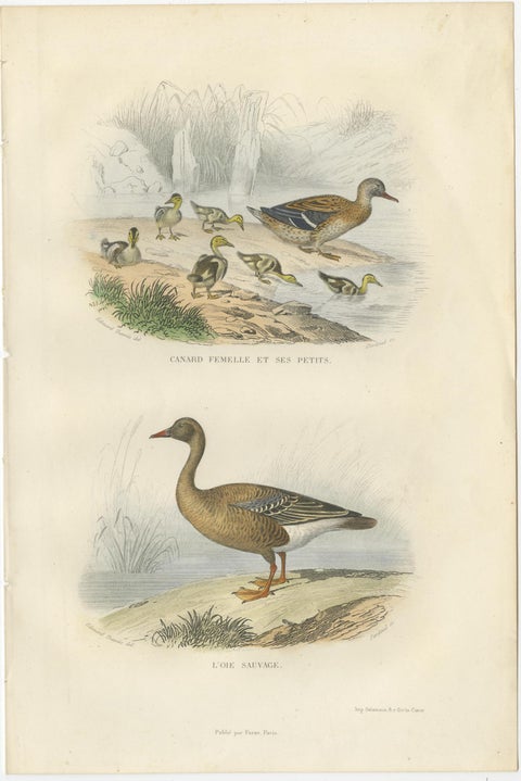 Set of 3 Antique Bird Prints Tern, Frigatebird, Great Crested Grebe by Buffon, view 4
