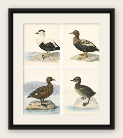 Antique Eider Duck Lithographs Set of 4, Somateria mollissima, Sweden 1929, shown framed