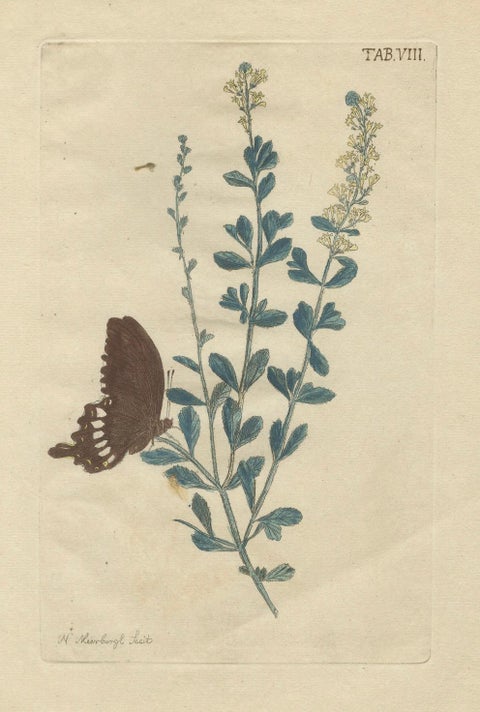 Exotic Botanicals and Rare Butterflies, Hand-Colored Dutch Prints from 1775, close-up 6