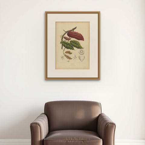 Original Antique Botanical Chromolithograph of Cacao Tree (Theobroma cacao) 1880, shown framed on a wall