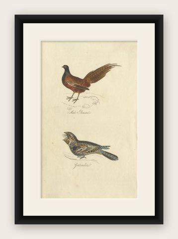 Antique Bird Print of a Male Pheasant and Nightjar by Mudie, 1835, shown framed