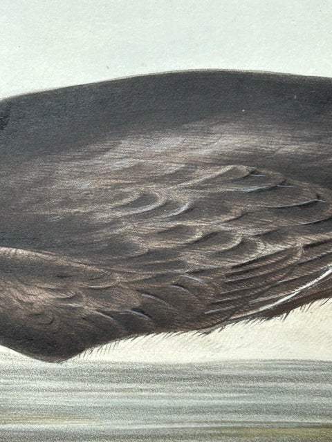 Brunnich’s Guillemot, Antique Bird Lithograph by John Gould, c.1832, view 4