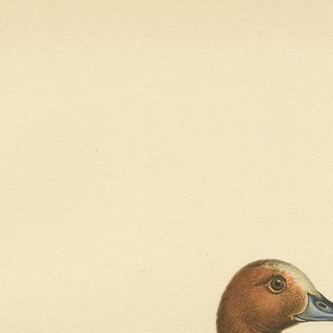 Antique Bird Print of the Eurasian Wigeon, '1929', close-up 1