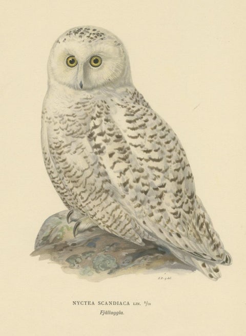 Arctic Owl (colour litho) by Magnus Ferdinand and Wilhelm von Wright, 1929, close-up 1