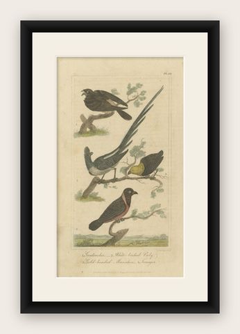 Antique Bird Print of a Nightjar and Other Birds by Davenport, 1821, shown framed
