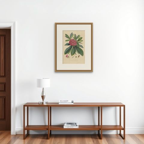 Antique Botany Print of The Rhododendron Barbatum, 1849, shown framed on a wall