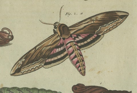 Moth Life Cycle: Handcolored Engraving from Bertuch's Encyclopedia, 1805, close-up 2