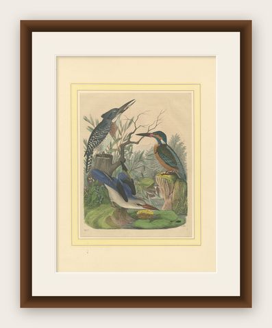 Hand-Coloured Lithograph of Kingfishers in Serenity: An 1852 Riverside Study, shown framed