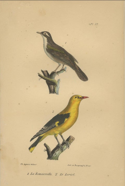 Golden Oriole & Reed Warbler, Antique hand-coloured lithograph, c.1828, close-up 4