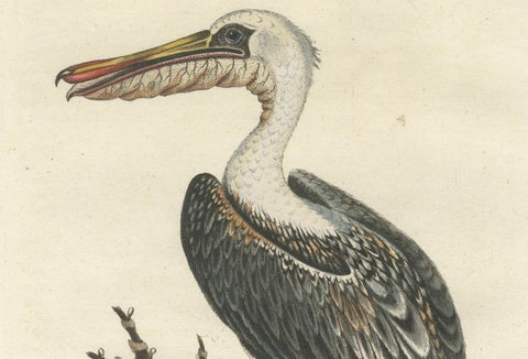 Hand-Colored Engraving of the American Pelican by Seligman, c.1770, close-up 1
