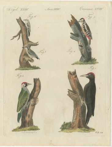 Black and Green Woodpeckers with Nuthatch, Antique Bertuch Print, circa 1805