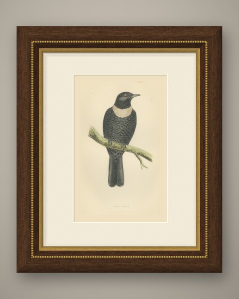 Ring Ouzel on a Lichened Branch, Hand Colored Bird Plate, Morris, 1896, shown framed